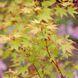 КЛЕН ПАЛЬМОЛИСТИЙ 'САНГО КАКУ' (Acer palmatum Sango-kaku) 01.001.119 фото 3