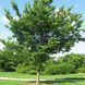Каркас західний (Celtis occidentalis) 01.076.001 фото 1