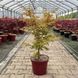 КЛЕН ПАЛЬМОЛИСТИЙ 'САНГО КАКУ' (Acer palmatum Sango-kaku) 01.001.119 фото 2