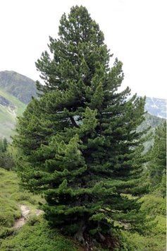 Сосна кедрова європейська (Pinus cembra) 02.003.211 фото
