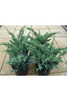 Ялівець лускатий Меєрі Компакта (Juniperus squamata Meyeri Compacta) 02.009.031 фото