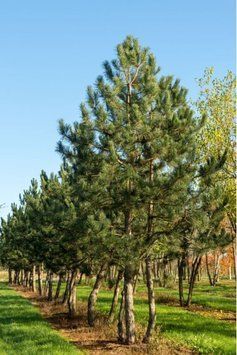 Сосна чорна/австрійська Пірамідаліс (Pinus nigra Pyramidalis) 02.003.443 фото