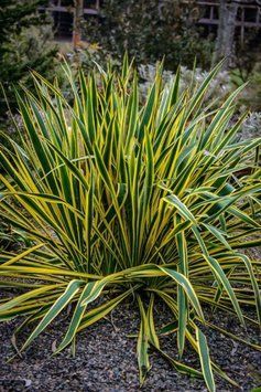 Юкка нитчаста 'Bright Edge'(Yucca filamentosa Bright Edge) 03.007.002 фото