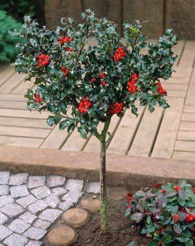 Падуб Мезерва Blue Angel (Ilex meserveae Blue Angel) 01.048.018 фото