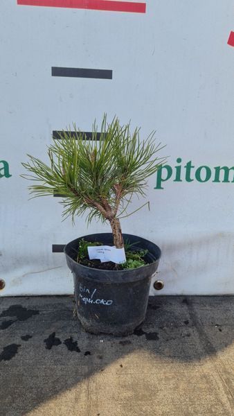 СОСНА ГІРСЬКА 'ХЕССЕ' К/Ст (Pinus mugo Hesse) 02.003.478 фото