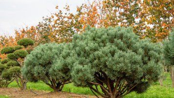 Сосна звичайна Ватерерi (Pinus sylvestris Watereri) 02.003.491 фото