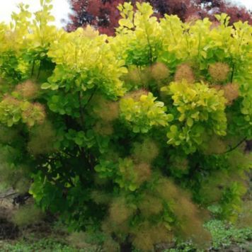 Скумпія шкіряста Голден Спіріт (Cotinus coggygria Golden Spirit) 01.038.010 фото