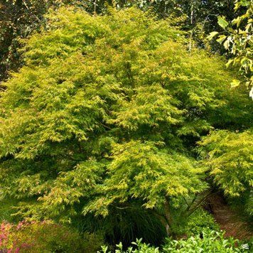 КЛЕН ПАЛЬМОЛИСТИЙ 'СЕЙРЮ' (Acer palmatum Seiryu) 01.001.161 фото
