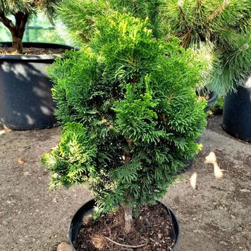 Кипарисовик туполистий Рігід Дварф (Chamaecyparis obtusa Rigid Dwarf) 02.010.035 фото