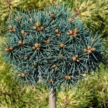 Ялина колюча Брунек/Ст (Picea pungens Brynec/St) 02.002.249 фото