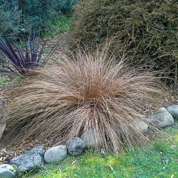 Осока команс Бронзе (Carex comans Bronze) 03.005.003 фото
