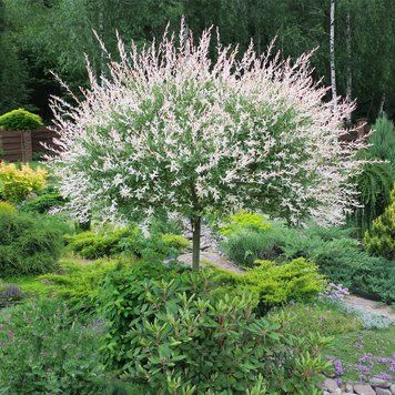 Верба цільнолиста &lsquo;Hakuro-Nishiki&rsquo; (Salix integra Hakuro-Nishiki) 01.056.016 фото