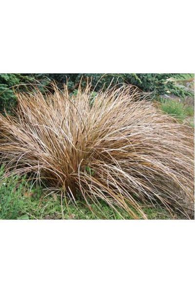 Осока команс Бронзе (Carex comans Bronze) 03.005.003 фото