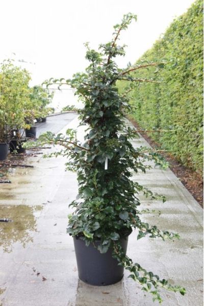 Гортензія черенкова Петіоларіс (Hydrangea anomala Petiolaris) 01.034.067 фото