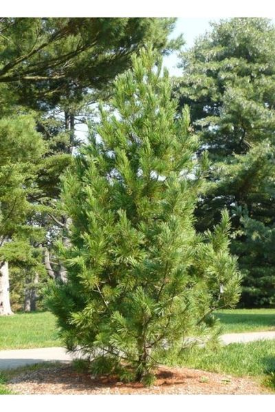 Сосна кедрова європейська (Pinus cembra) 02.003.211 фото
