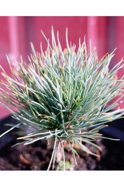 Сосна кедрова європейська (Pinus cembra) 02.003.211 фото