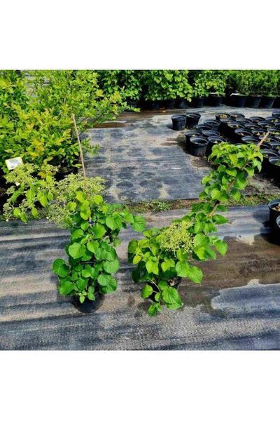 Гортензія черенкова Петіоларіс (Hydrangea anomala Petiolaris) 01.034.067 фото