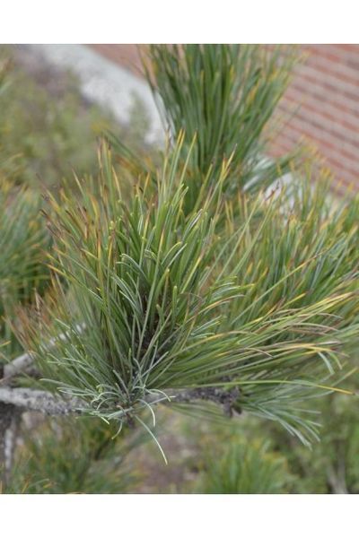 Сосна кедрова європейська (Pinus cembra) 02.003.211 фото