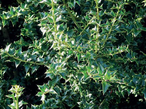 Падуб Мезерва Blue Angel (Ilex meserveae Blue Angel) 01.048.018 фото