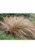 Осока команс Бронзе (Carex comans Bronze) 03.005.003 фото 3