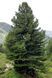 Сосна кедрова європейська (Pinus cembra) 02.003.211 фото 1