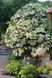 Гортензія черенкова Петіоларіс (Hydrangea anomala Petiolaris) 01.034.067 фото 1