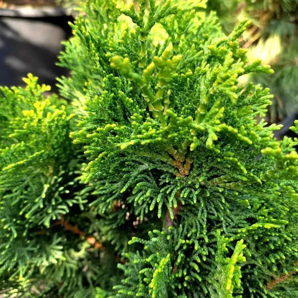 Кипарисовик туполистий Рігід Дварф (Chamaecyparis obtusa Rigid Dwarf) 02.010.035 фото