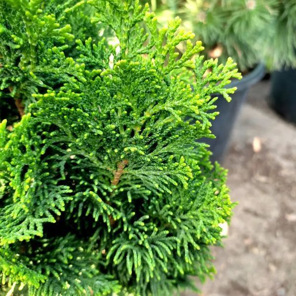 Кипарисовик туполистий Рігід Дварф (Chamaecyparis obtusa Rigid Dwarf) 02.010.035 фото