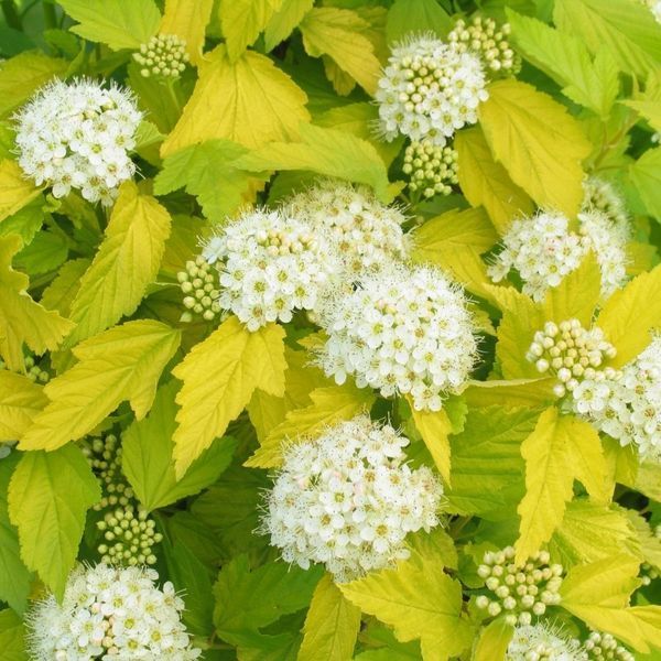Пухироплідник калинолистий &lsquo;Luteus&rsquo; (Physocarpus opulifolius Luteus) 01.040.009 фото