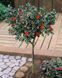 Падуб Мезерва Blue Angel (Ilex meserveae Blue Angel) 01.048.018 фото 1