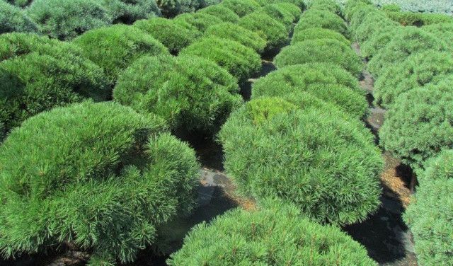 СОСНА ГІРСЬКА 'ХЕССЕ' К/Ст (Pinus mugo Hesse) 02.003.478 фото