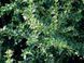 Падуб Мезерва Blue Angel (Ilex meserveae Blue Angel) 01.048.018 фото 2