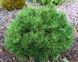 СОСНА ГІРСЬКА 'ХЕССЕ' К/Ст (Pinus mugo Hesse) 02.003.478 фото 1