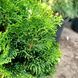 Кипарисовик туполистий Рігід Дварф (Chamaecyparis obtusa Rigid Dwarf) 02.010.035 фото 2