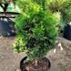Кипарисовик туполистий Рігід Дварф (Chamaecyparis obtusa Rigid Dwarf) 02.010.035 фото 1