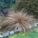 Осока команс Бронзе (Carex comans Bronze) 03.005.003 фото 1