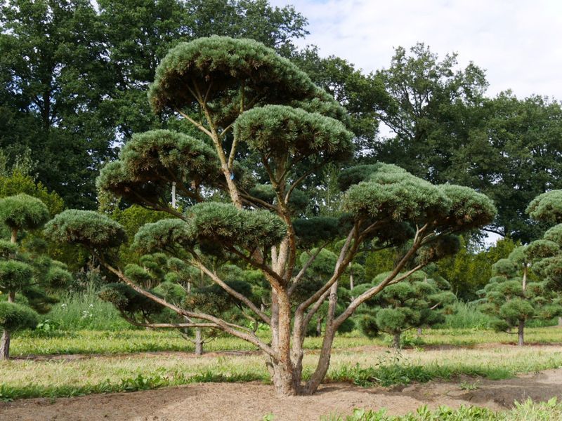 Сосна звичайна Ватерерi (Pinus sylvestris Watereri) 02.003.491 фото