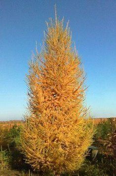 Модрина європейська (Larix decidua) 02.014.019 фото