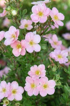ПЕРСТАЧ КУЩОВИЙ 'ПІНК КВІН' (Potentilla fruticosa Pink) 01.061.004 фото