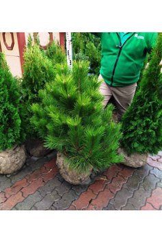 СОСНА ЧОРНА 'АУСТРІЯКА' К/Ст (Pinus nigra var.austriaca 02.003.447 фото