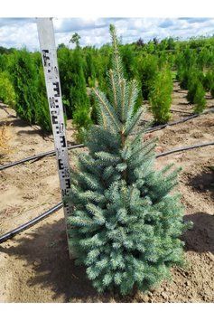 Ялина колюча блакитна Глаука (Picea pungens Glauca) 02.002.226 фото