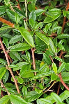 Кизильник іволистий Парк Теппіх (Cotoneaster salicifolius Park Teppich) 01.033.020 фото