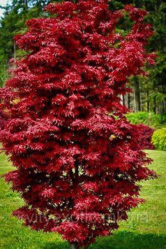Клен японський Твомблі'с Ред Сентінел (Acer palmatum Twombly's Red Sentinel) 01.001.164 фото