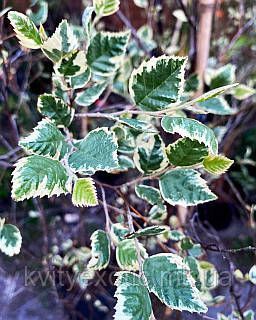 Береза чорна &rsquo;Shiloh Splash&rsquo; (Betula nigra Shilon Splash) 01.026.003 фото