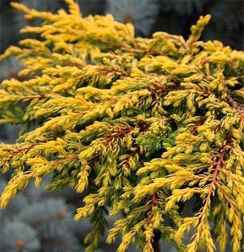 Ялівець звичайний Голдшатц (Juniperus communis Goldschatz) 02.009.150 фото