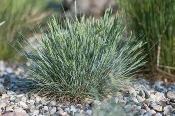 Костриця (Festuca (.)) 03.006.004 фото