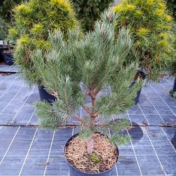 Сосна звичайна Ватерерi К/мультиштамб (Pinus sylvestris Watereri) 02.003.084 фото