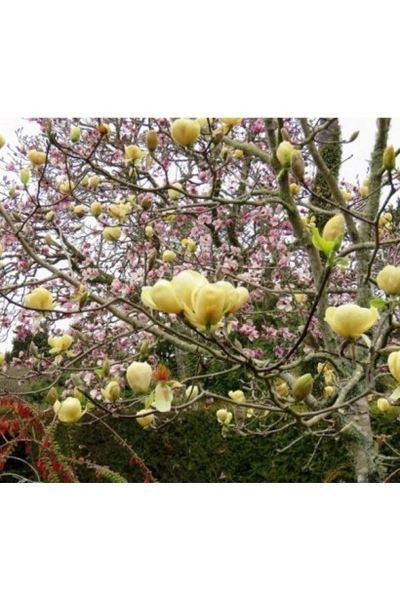 МАГНОЛІЯ 'ХАНІ ТУЛІП' (Magnolia Honey Tulip) 01.003.029 фото