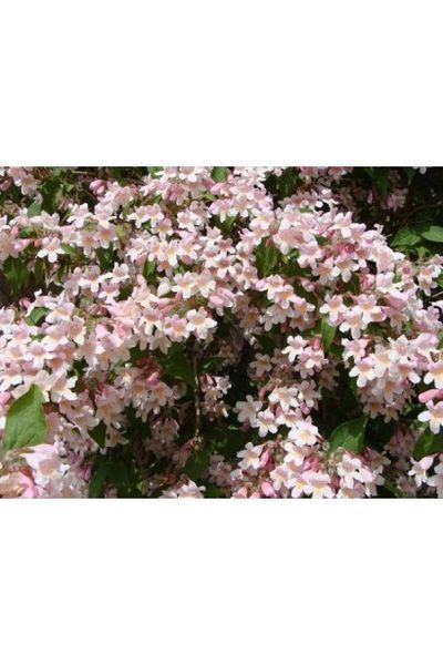 КОЛЬКВІЦІЯ ЧАРІВНА 'ПІНК КЛОУД' (Kolkwitzia amabilis Pink Cloud) 01.065.001 фото