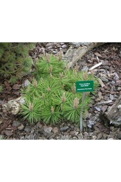 Сосна густоквiткова Жан Клаус (Pinus densiflora Jane Kluis) 02.003.050 фото